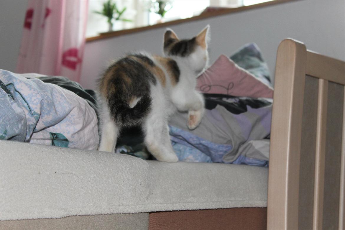 Huskat Darling - # 10
Så kom Darling op i min seng (-: billede 10