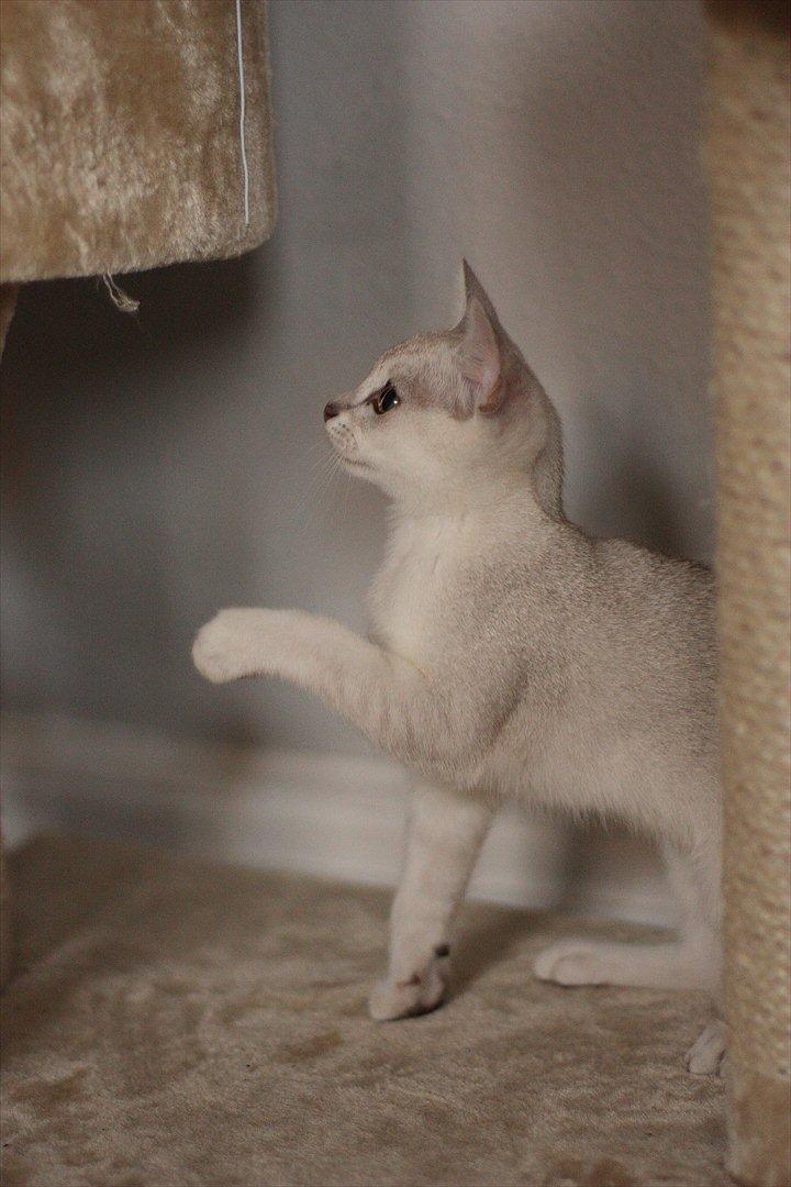 Burmilla Shines Wadiah billede 3