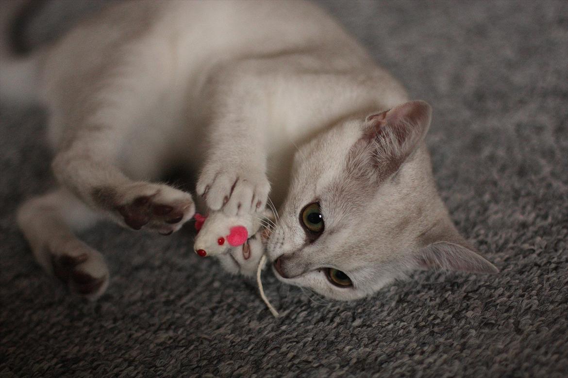 Burmilla Shines Wadiah billede 4