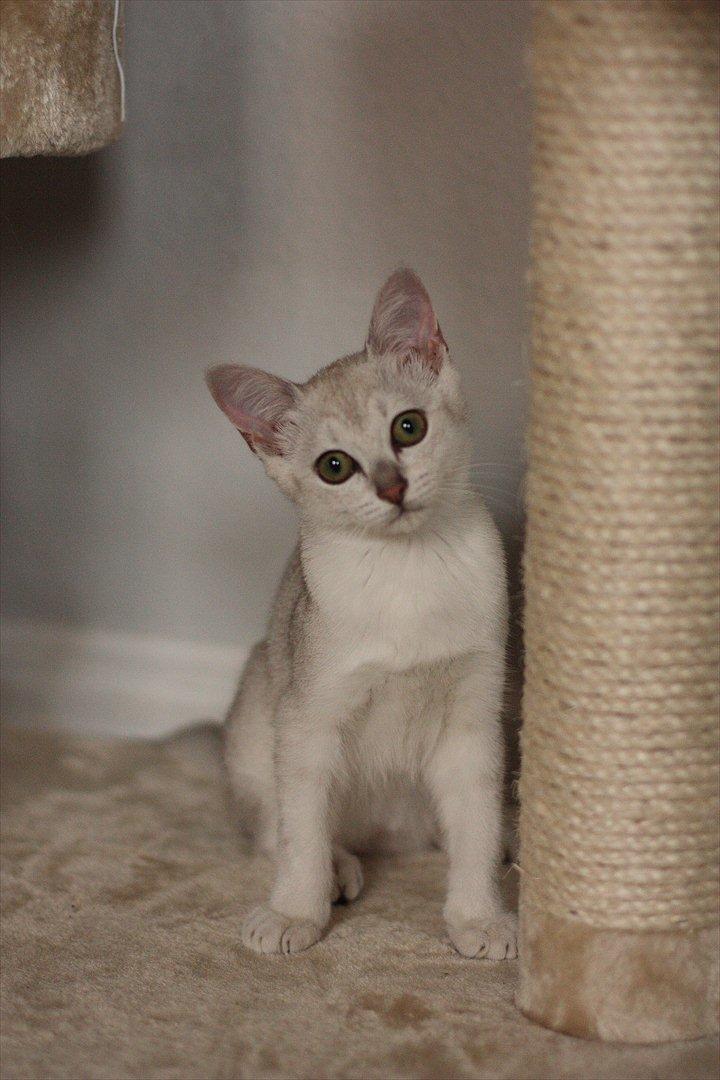 Burmilla Shines Wadiah billede 5