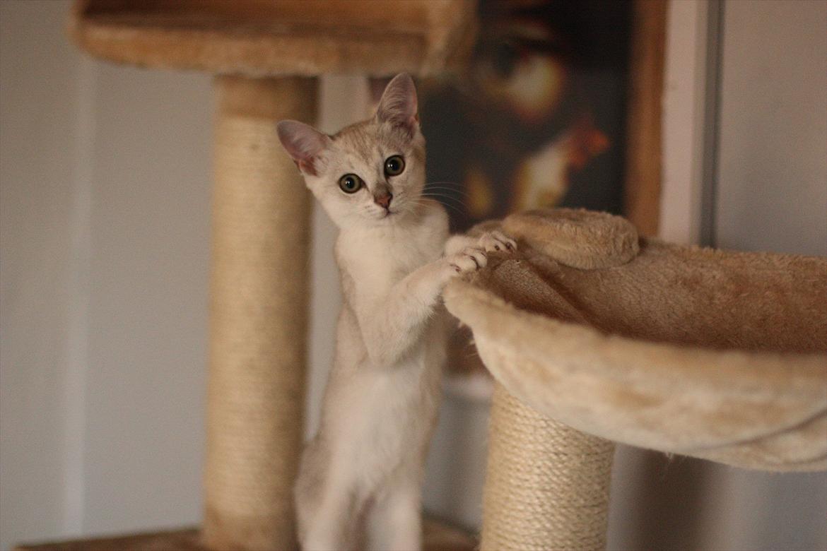 Burmilla Shines Wadiah billede 6