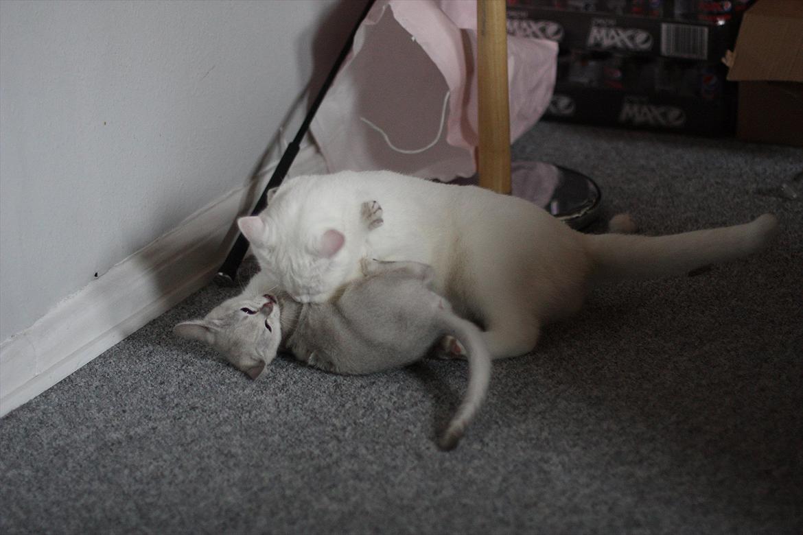 Burmilla Shines Wadiah billede 7