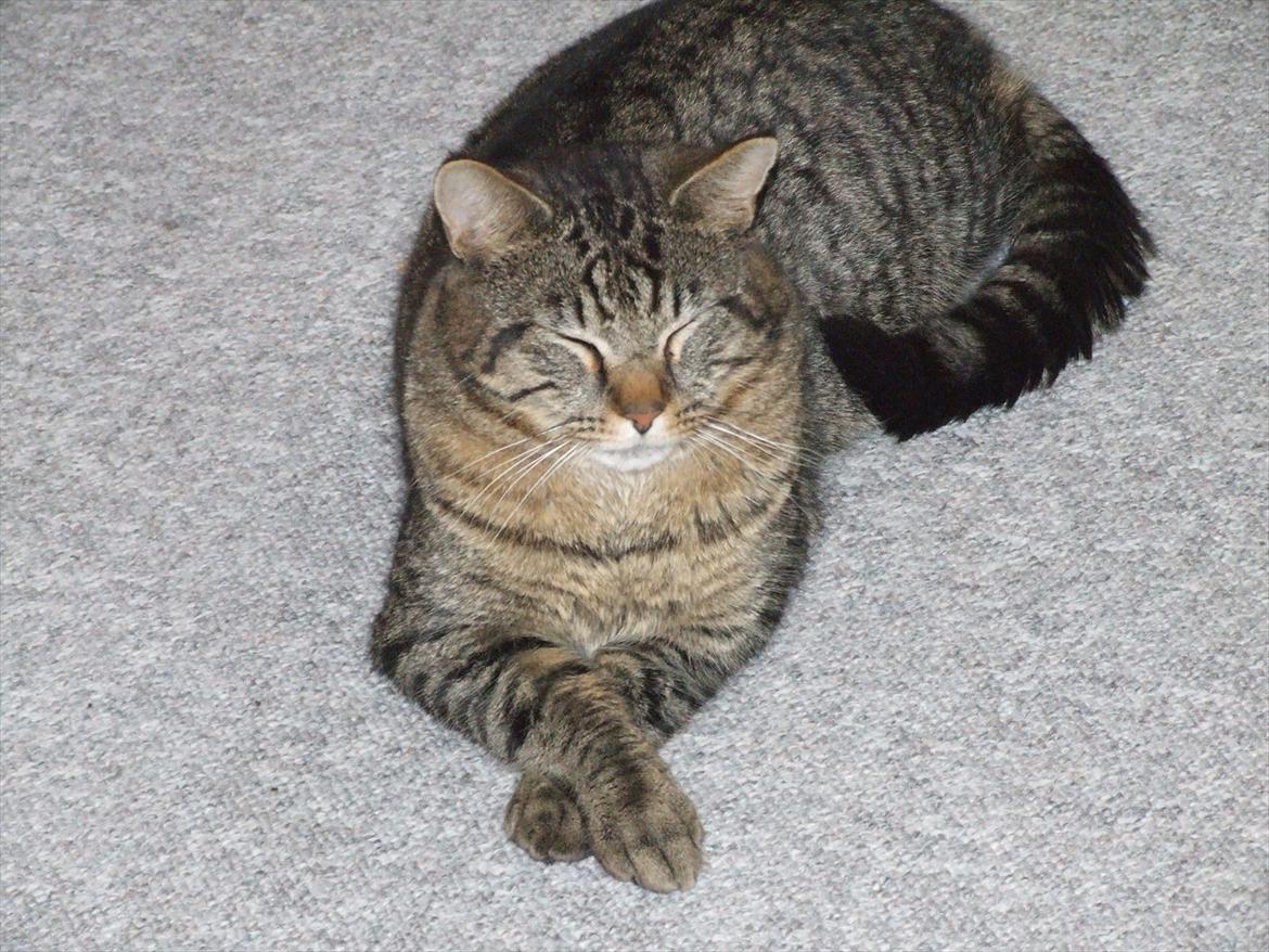 Blanding af racer Monty billede 1