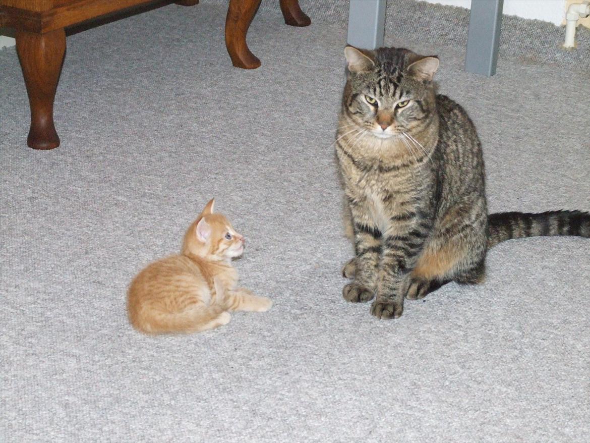 Blanding af racer Monty billede 2