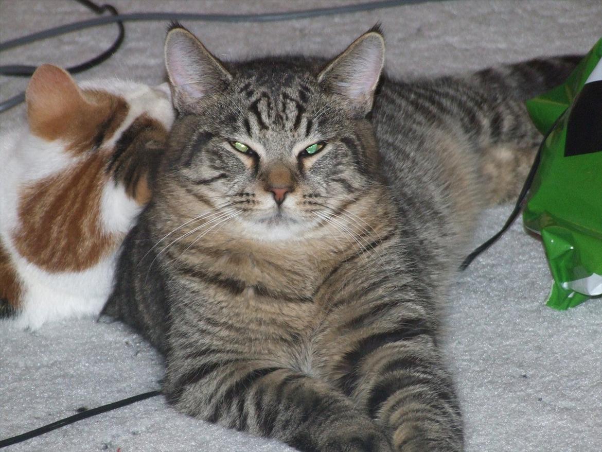 Blanding af racer Monty billede 3