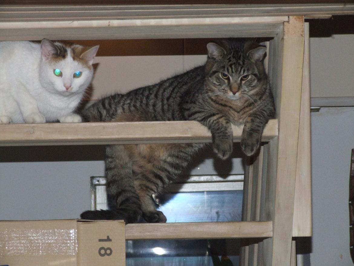 Blanding af racer Monty billede 4