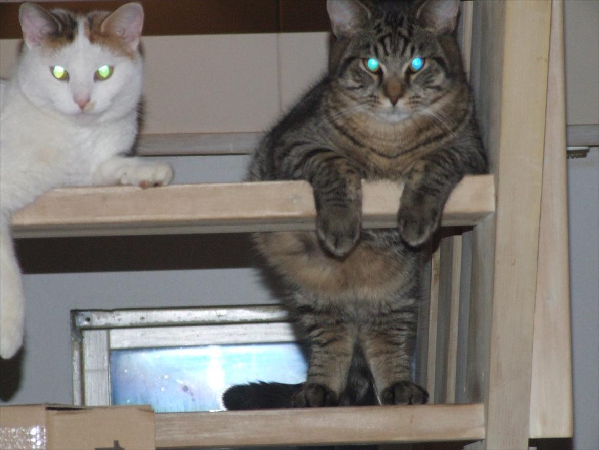 Blanding af racer Monty billede 5