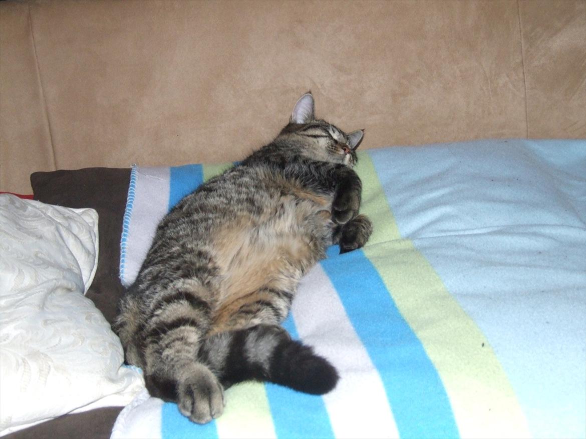 Blanding af racer Monty billede 6