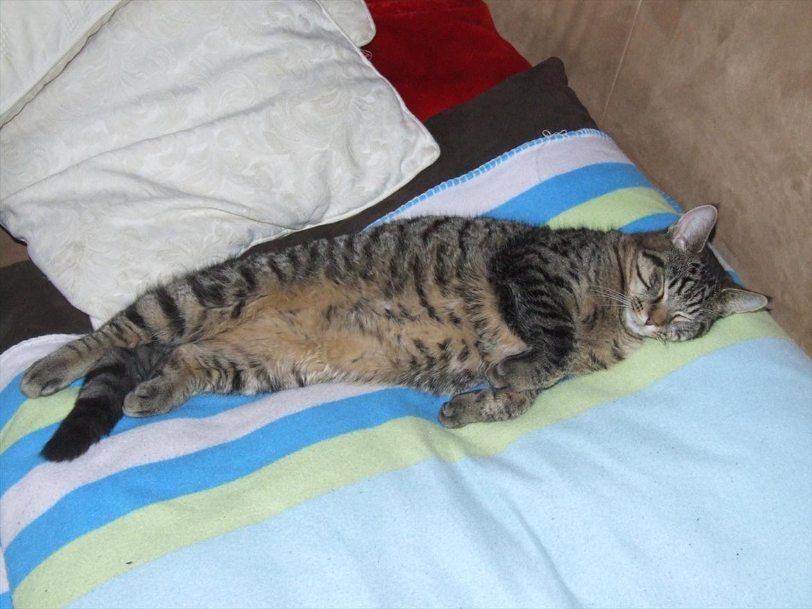 Blanding af racer Monty billede 7