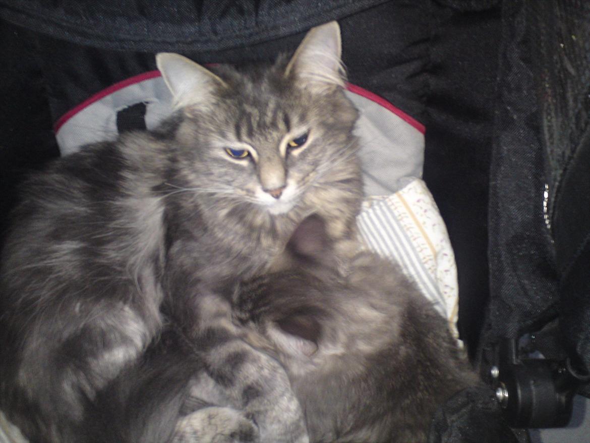 Maine Coon DK WaterCoons Blue Jean (Dollar) billede 7