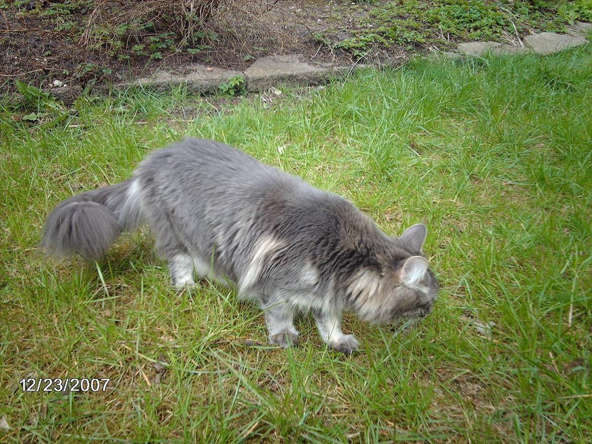 Maine Coon DK WaterCoons Blue Jean (Dollar) billede 2