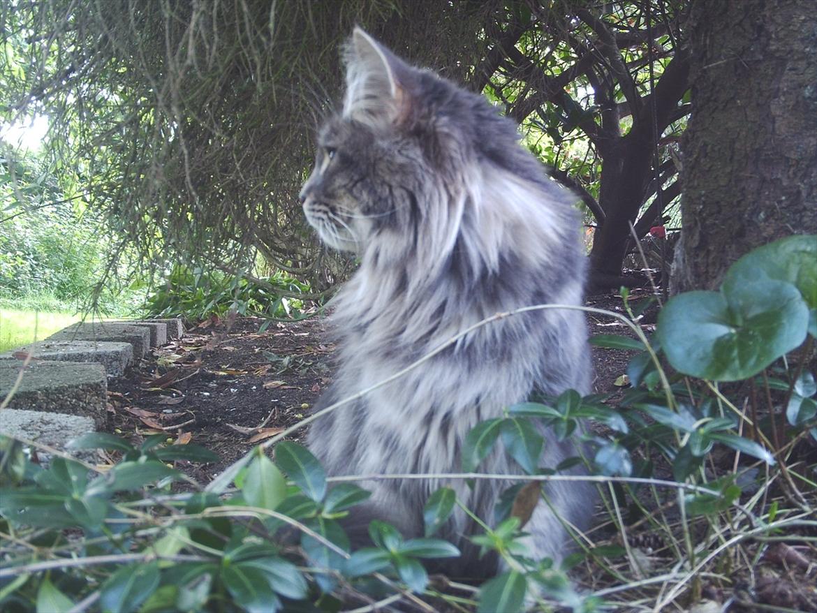 Maine Coon DK WaterCoons Blue Jean (Dollar) billede 8