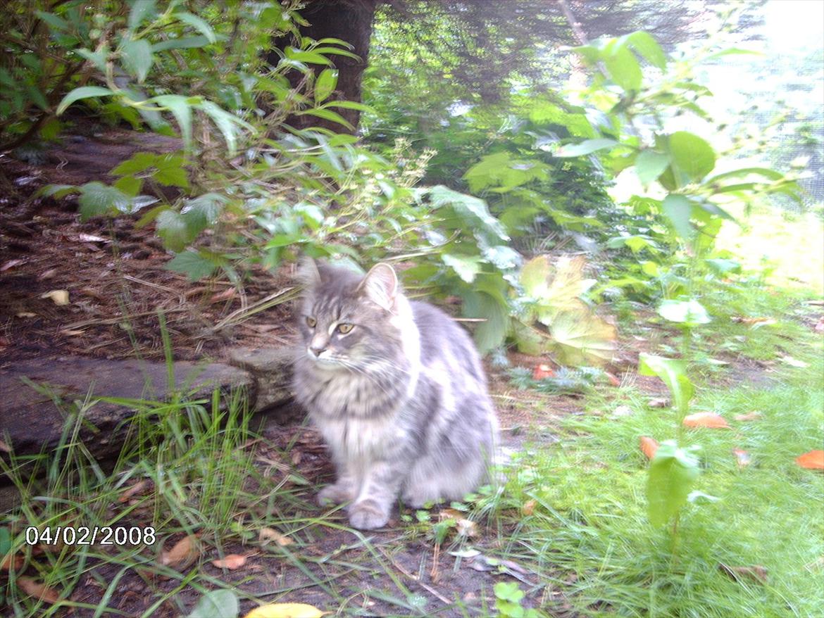 Maine Coon DK WaterCoons Blue Jean (Dollar) billede 9