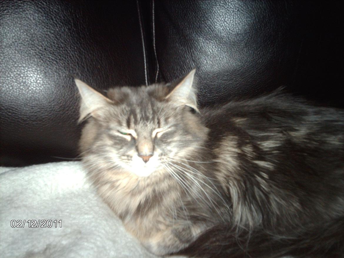 Maine Coon DK WaterCoons Blue Jean (Dollar) billede 10