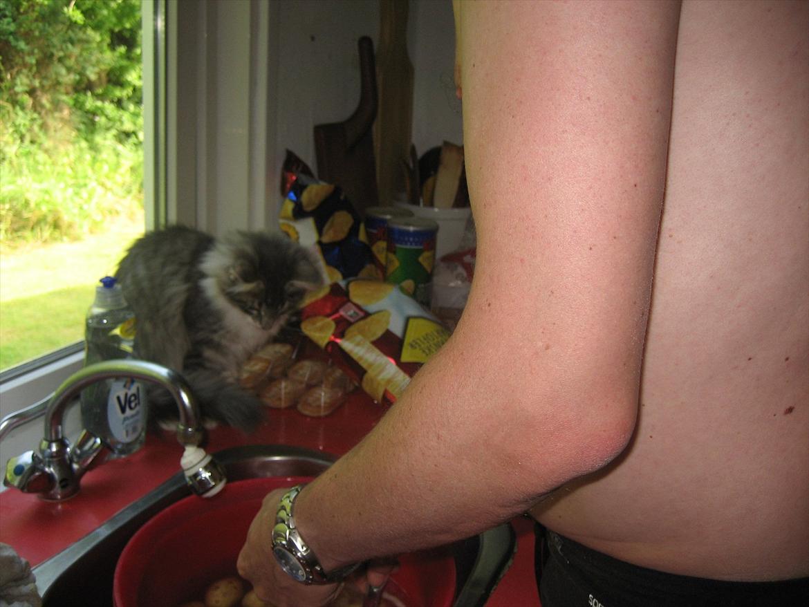 Norsk Skovkat Mr. twitches billede 8