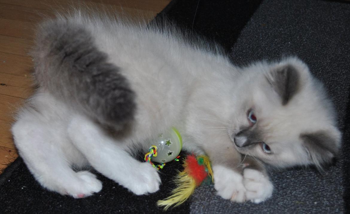 Ragdoll DK Lille Musse's Daredevil  aka Devil - Se min lækre hale billede 19