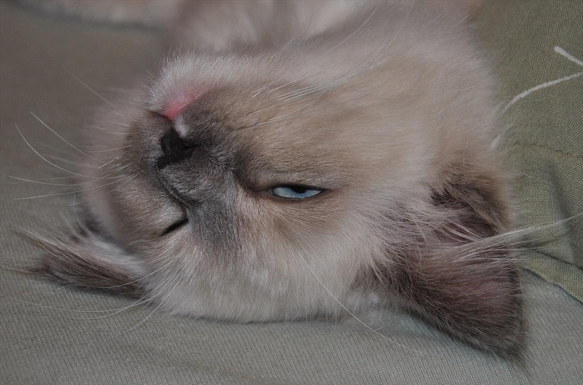 Ragdoll DK Lille Musse's Daredevil  aka Devil - Jeg er  bare såååe lækker billede 20