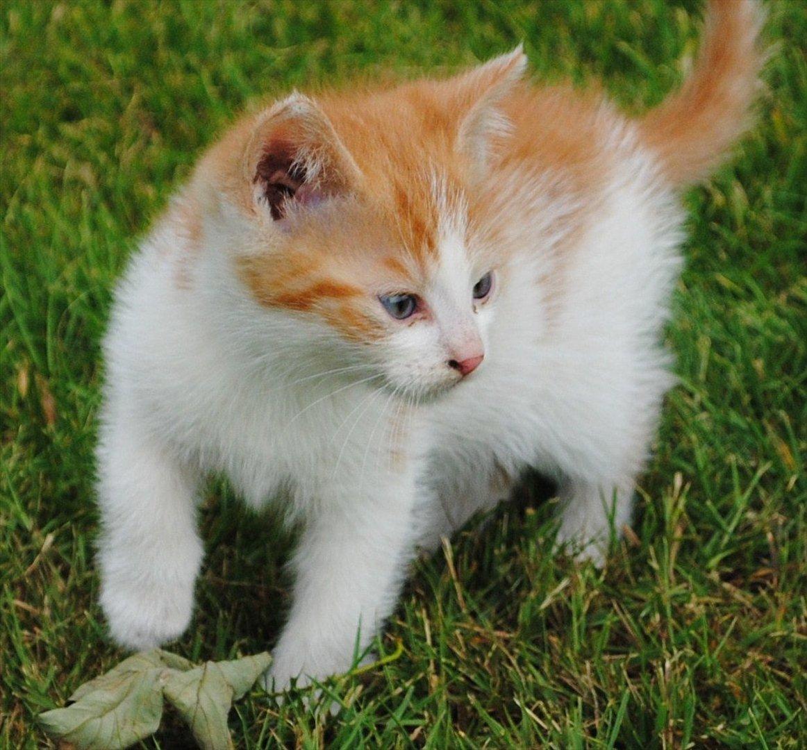 Blanding af racer Aki   R.I.P - Smukke Aki billede 14