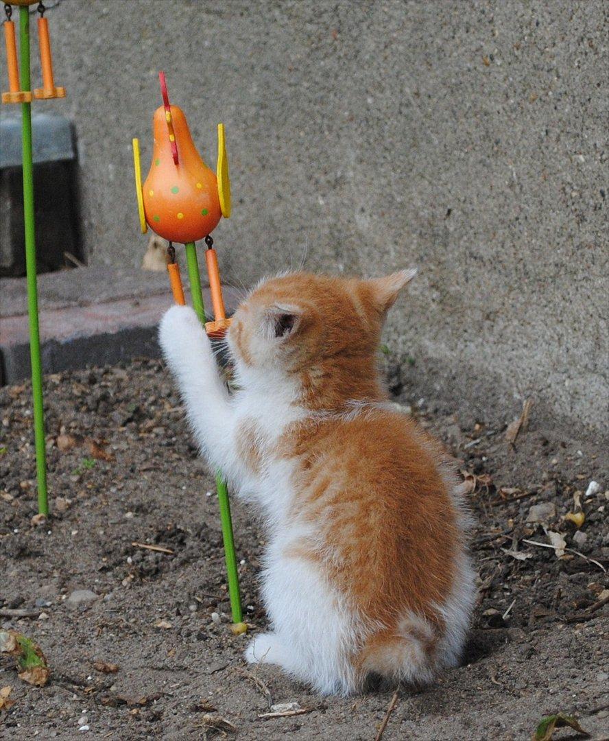 Blanding af racer Aki   R.I.P - din dumme kylling, jeg har dig billede 15