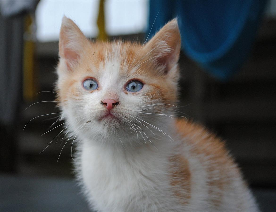 Blanding af racer Aki   R.I.P - Smukkesen billede 16