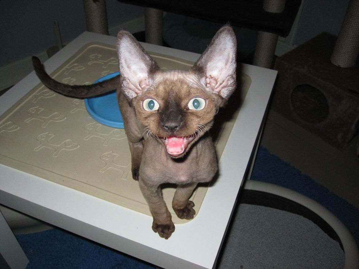 Devon Rex Vonaldenborg´s Bacon Balthazar billede 1