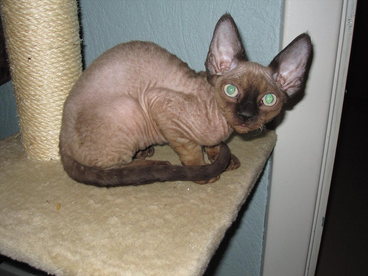Devon Rex Vonaldenborg´s Bacon Balthazar billede 2