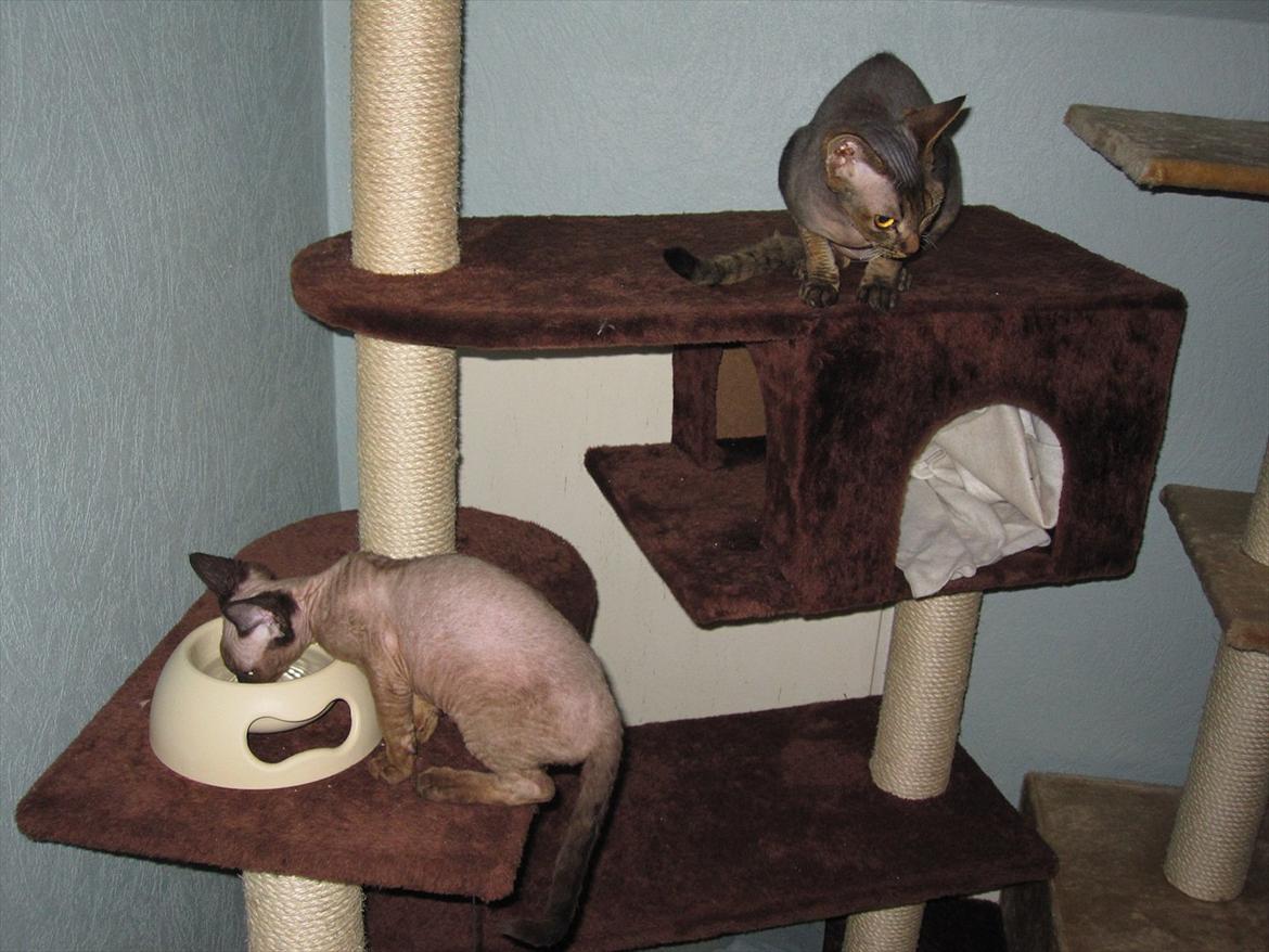 Devon Rex Vonaldenborg´s Bacon Balthazar billede 3