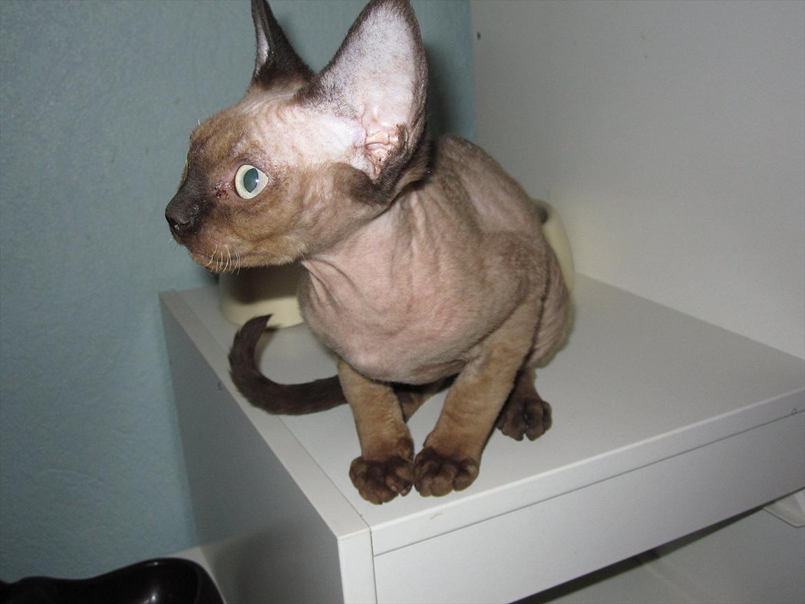 Devon Rex Vonaldenborg´s Bacon Balthazar billede 4