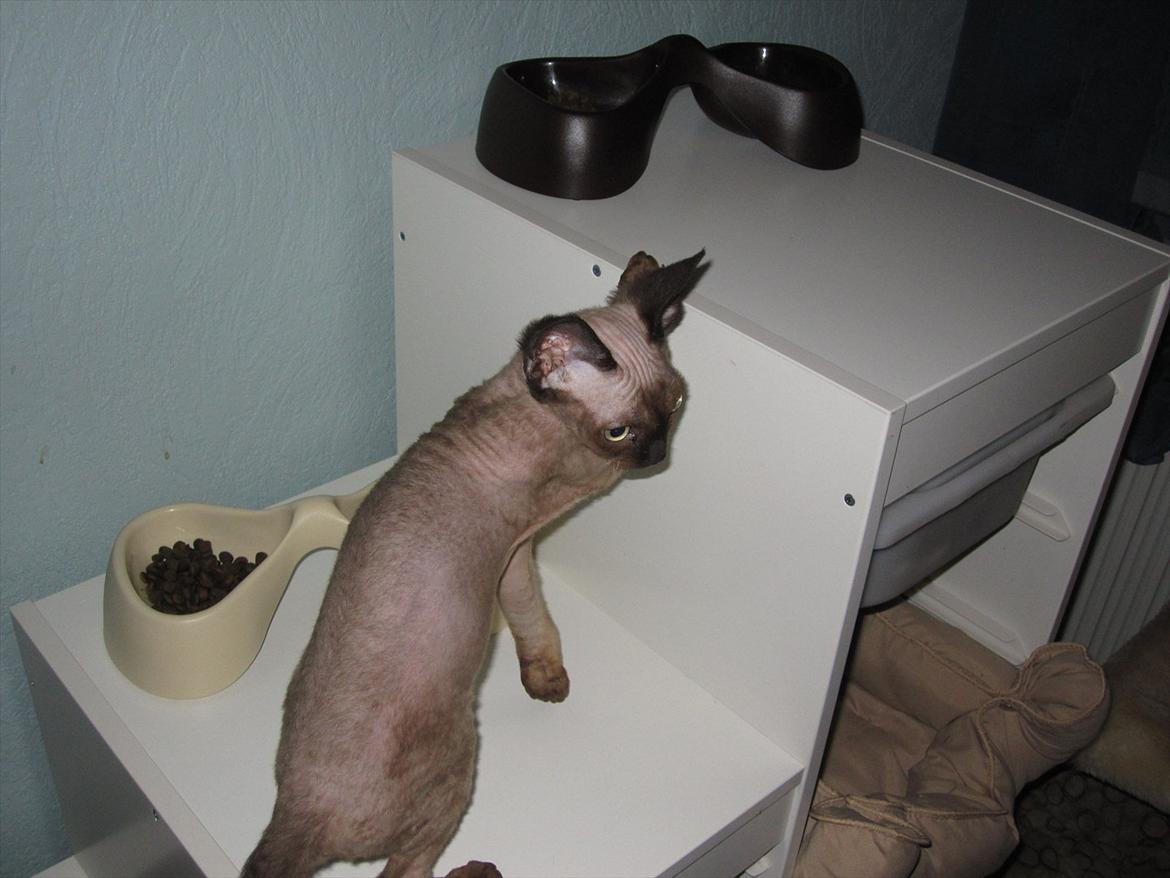 Devon Rex Vonaldenborg´s Bacon Balthazar billede 5