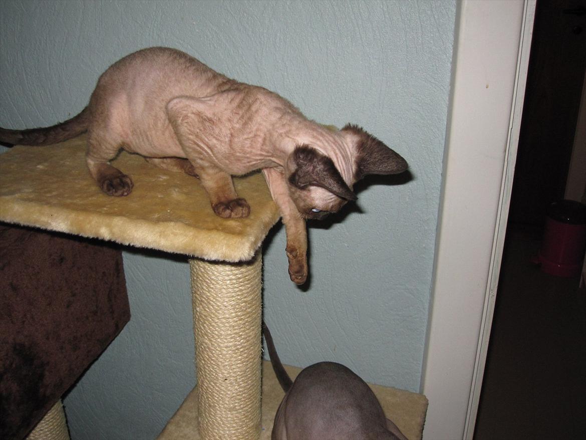 Devon Rex Vonaldenborg´s Bacon Balthazar billede 6
