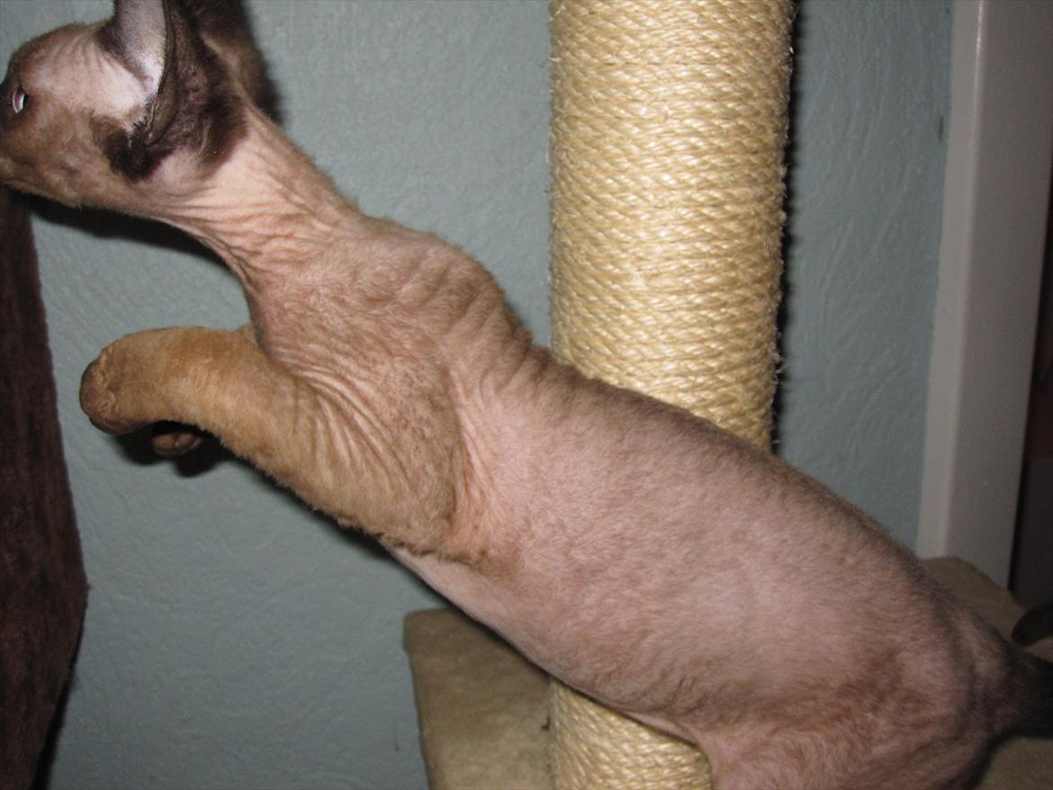 Devon Rex Vonaldenborg´s Bacon Balthazar billede 7