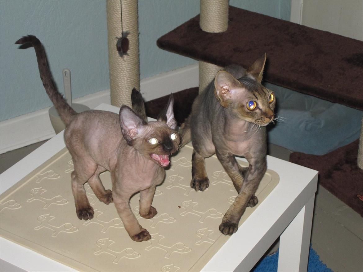 Devon Rex Vonaldenborg´s Bacon Balthazar billede 8