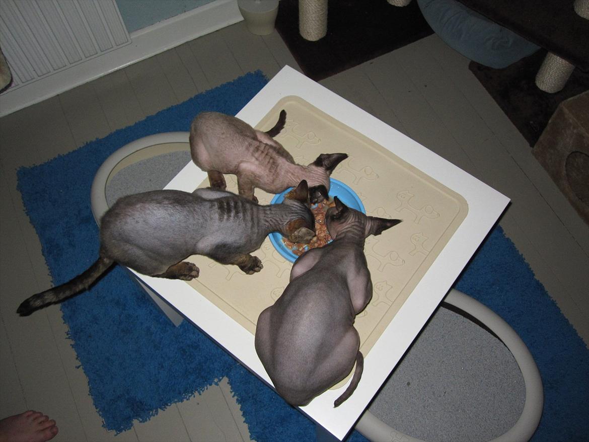 Devon Rex Vonaldenborg´s Bacon Balthazar billede 9