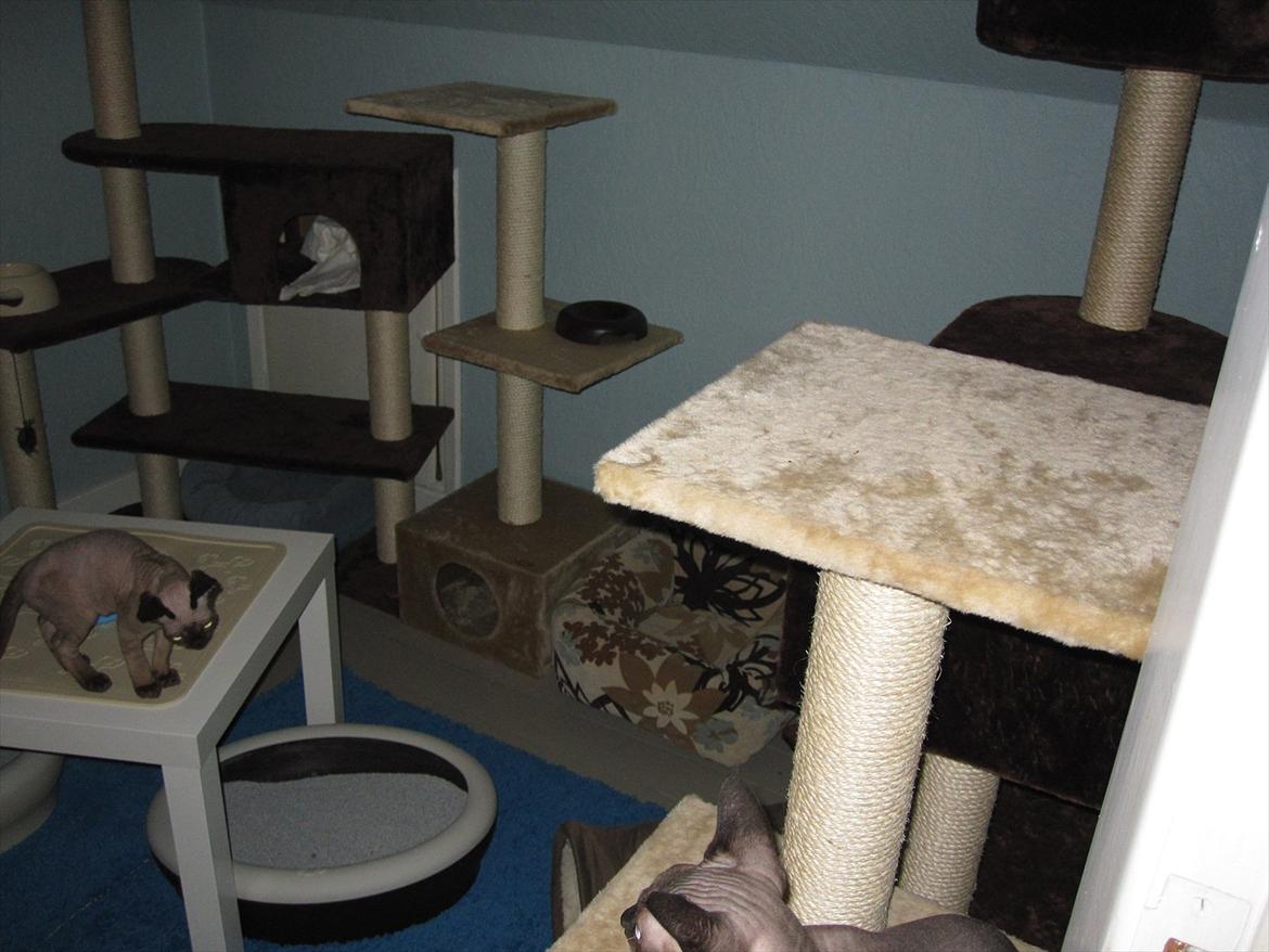 Devon Rex Vonaldenborg´s Bacon Balthazar billede 10