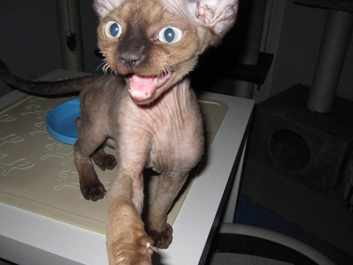 Devon Rex Vonaldenborg´s Bacon Balthazar billede 11