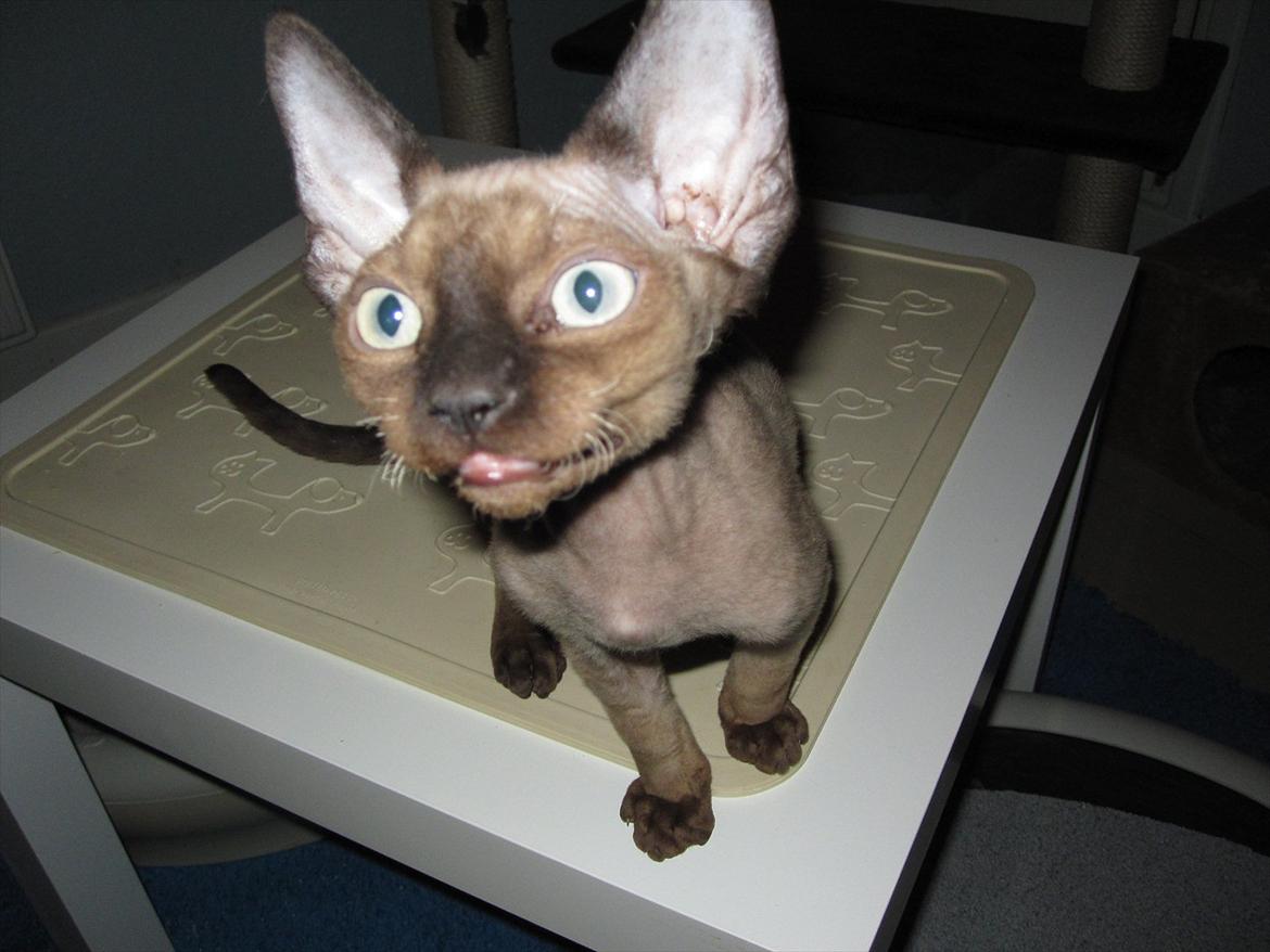 Devon Rex Vonaldenborg´s Bacon Balthazar billede 12