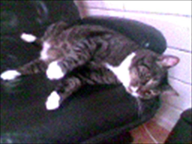 Huskat Andersen<3 billede 1