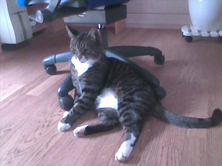 Huskat Andersen<3 billede 2