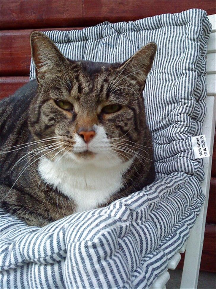 Huskat Andersen<3 billede 3