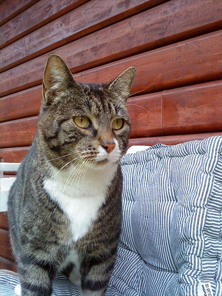 Huskat Andersen<3 billede 4