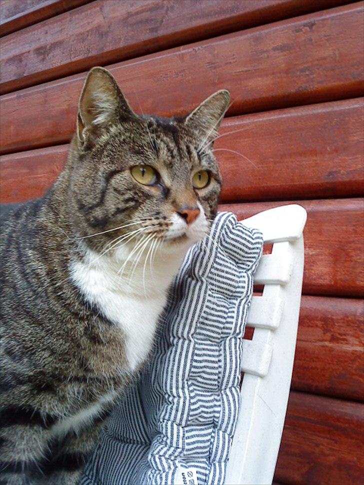 Huskat Andersen<3 billede 5