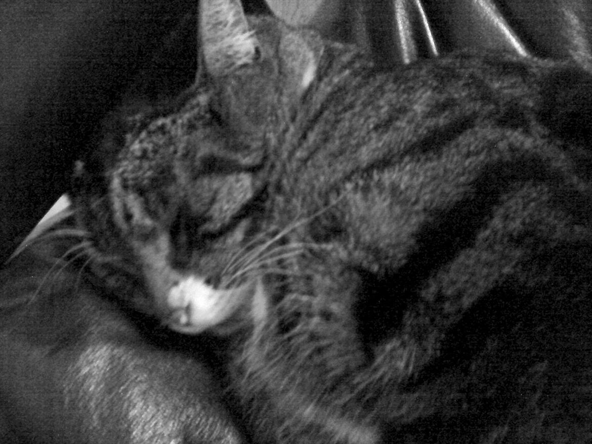 Huskat Andersen<3 billede 6