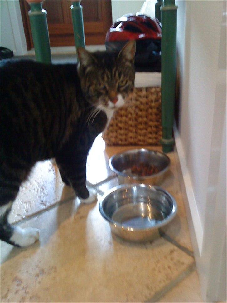 Huskat Andersen<3 billede 7