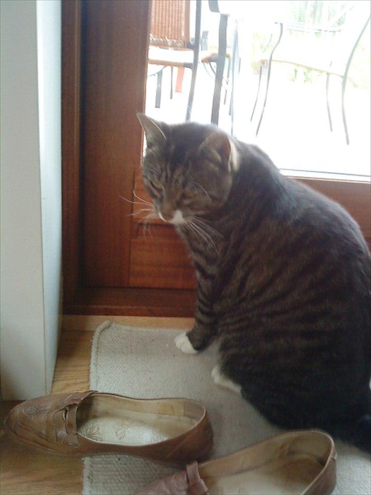 Huskat Andersen<3 billede 8