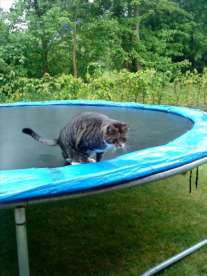 Huskat Andersen<3 billede 10