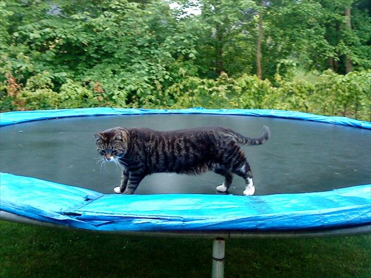 Huskat Andersen<3 billede 11