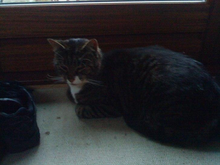 Huskat Andersen<3 billede 12