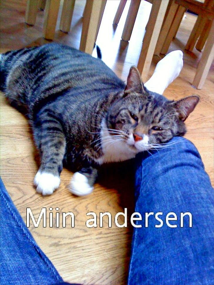 Huskat Andersen<3 billede 13