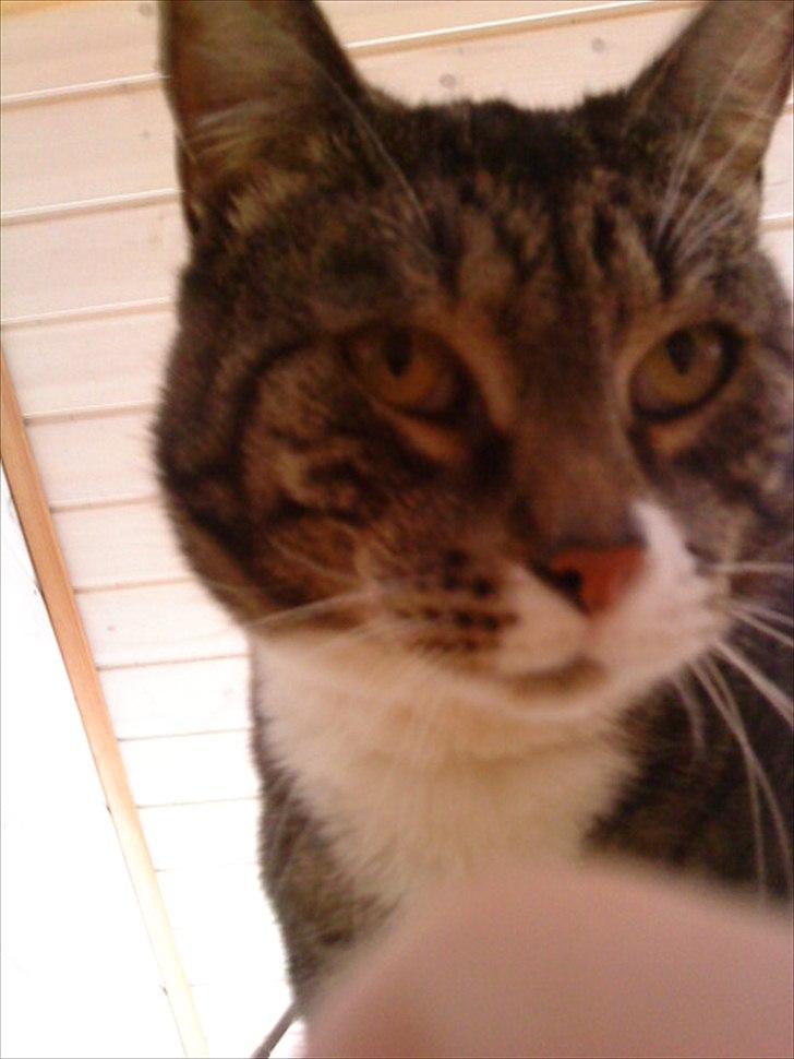 Huskat Andersen<3 billede 14