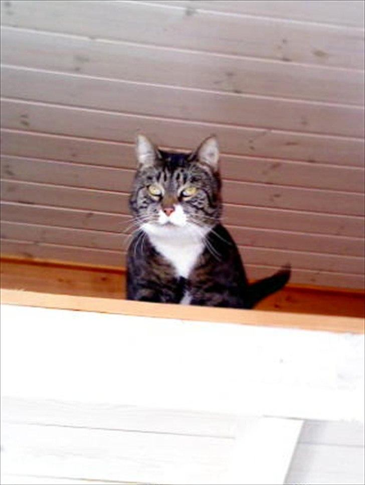 Huskat Andersen<3 billede 15